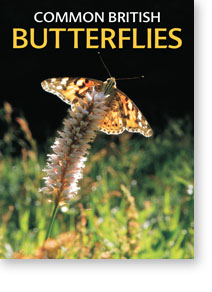 Common British Butterflies cover image